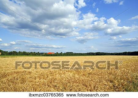 Stock Photography - "Ripe Barley field (Hordeum vulgare), Upper Franconia, Bavaria, Germany, Europe". Fotosearch