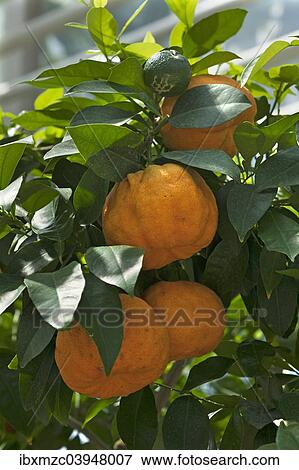 "Ripe Bitter oranges (Citrus aurantium) on branch, Bavaria, Germany, Europe" View Large Photo Image Stock Photo - "Ripe Bitter oranges (Citrus aurantium) on branch, Bavaria, Germany, Europe". Fotosearch