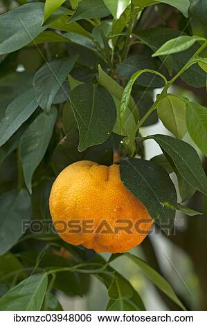 "Ripe Bitter oranges (Citrus aurantium) on branch, Bavaria, Germany, Europe" View Large Photo Image Stock Photograph - "Ripe Bitter oranges (Citrus aurantium) on branch, Bavaria, Germany, Europe". Fotosearch