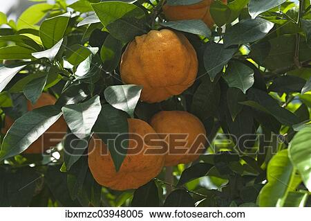 "Ripe Bitter oranges (Citrus aurantium) on branch, Bavaria, Germany, Europe" View Large Photo Image Stock Photography - "Ripe Bitter oranges (Citrus aurantium) on branch, Bavaria, Germany, Europe". Fotosearch