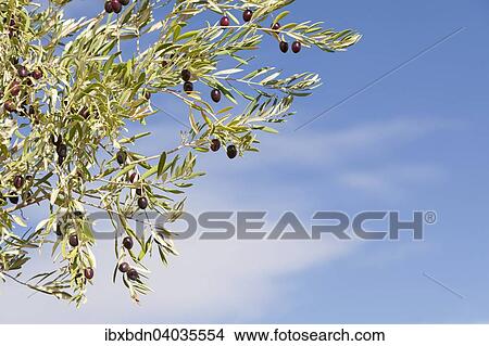 "Ripe black olives on an Olive Tree (Olea europaea), Morocco, Africa" View Large Photo Image Picture - "Ripe black olives on an Olive Tree (Olea europaea), Morocco, Africa". Fotosearch