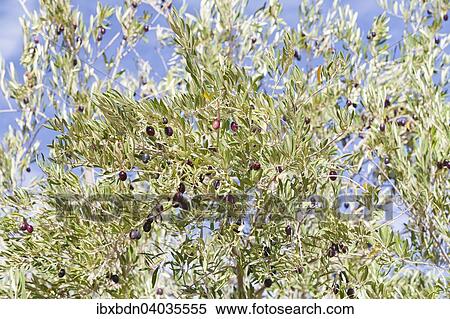 "Ripe black olives on an Olive Tree (Olea europaea), Morocco, Africa" View Large Photo Image Stock Photography - "Ripe black olives on an Olive Tree (Olea europaea), Morocco, Africa". Fotosearch
