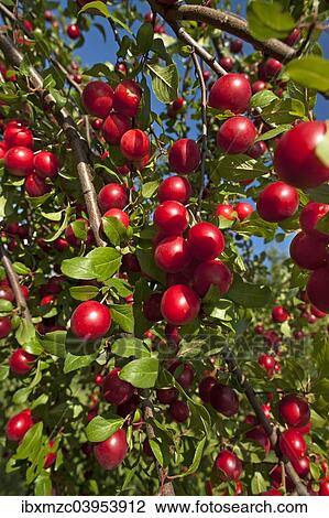 "Ripe Cherry Plums or Myrobalan Plums (Prunus cerasifera) on a tree, Bavaria, Germany, Europe" View Large Photo Image Stock Image - "Ripe Cherry Plums or Myrobalan Plums (Prunus cerasifera) on a tree, Bavaria, Germany, Europe". Fotosearch