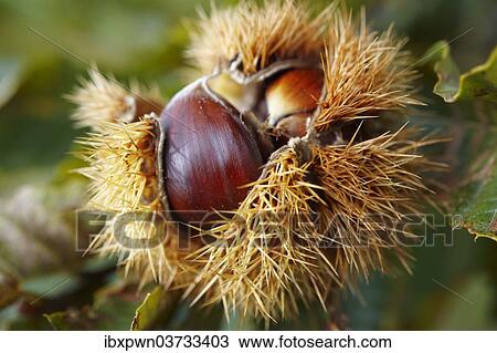 Ripe chestnuts (Castanea sativa) View Large Photo Image Stock Image - Ripe chestnuts (Castanea sativa). Fotosearch