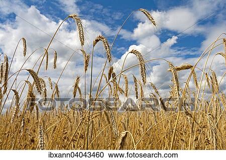 "Ripe corn field against a cloudy sky, Rhineland-Palatinate, Germany, Europe" View Large Photo Image Stock Image - "Ripe corn field against a cloudy sky, Rhineland-Palatinate, Germany, Europe". Fotosearch