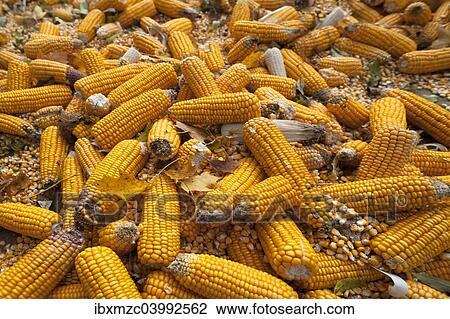 "Ripe corncobs, Maize (Zea mays subsp. mays), Bavaria, Germany, Europe" View Large Photo Image Stock Image - "Ripe corncobs, Maize (Zea mays subsp. mays), Bavaria, Germany, Europe". Fotosearch