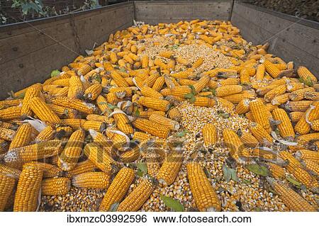 "Ripe corncobs, Maize (Zea mays subsp. mays) on a trailer, Bavaria, Germany, Europe" View Large Photo Image Stock Photograph - "Ripe corncobs, Maize (Zea mays subsp. mays) on a trailer, Bavaria, Germany, Europe". Fotosearch