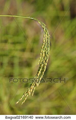 "Ripe ear of a rice plant (Oryza sativa), Siem Reap, Cambodia, Southeast Asia, Asia" View Large Photo Image Stock Image - "Ripe ear of a rice plant (Oryza sativa), Siem Reap, Cambodia, Southeast Asia, Asia". Fotosearch