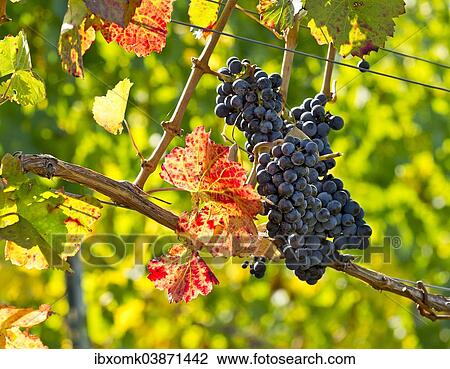 "Ripe grapes hanging on the vine, vineyard, Baden-Wurttemberg, Germany, Europe" View Large Photo Image Stock Image - "Ripe grapes hanging on the vine, vineyard, Baden-Wurttemberg, Germany, Europe". Fotosearch
