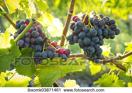 Stock Image - "Ripe grapes hanging on the vine, vineyard, Baden-Wurttemberg, Germany, Europe". Fotosearch
