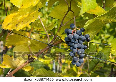 "Ripe grapes hanging on the vine, vineyard, Baden-Wurttemberg, Germany, Europe" View Large Photo Image Stock Photography - "Ripe grapes hanging on the vine, vineyard, Baden-Wurttemberg, Germany, Europe". Fotosearch