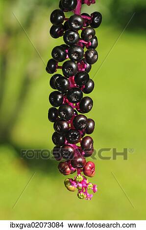 Picture - "Ripe inflorescence of American Pokeweed (Phytolacca americana), USA". Fotosearch