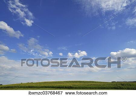 "Ripe maize field (Zea mays) in summer, Bavaria, Germany, Europe" View Large Photo Image Stock Photo - "Ripe maize field (Zea mays) in summer, Bavaria, Germany, Europe". Fotosearch