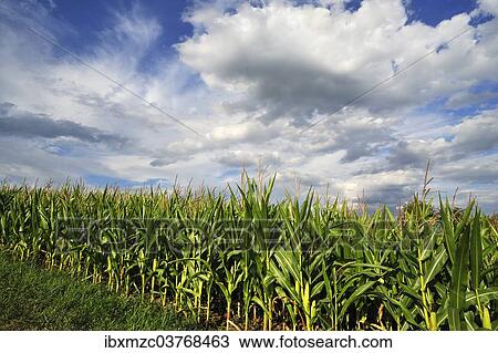 "Ripe Maize field (Zea mays) with a cloudy sky, Bavaria, Germany, Europe" View Large Photo Image Stock Image - "Ripe Maize field (Zea mays) with a cloudy sky, Bavaria, Germany, Europe". Fotosearch