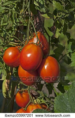 Ripe Plum tomatoes (Solanum lycopersicum) on the bush View Large Photo Image Stock Image - Ripe Plum tomatoes (Solanum lycopersicum) on the bush. Fotosearch