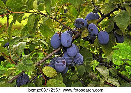 "Ripe Plums or Damsons (Prunus domestica) growing on a tree, Bavaria, Germany, Europe" View Large Photo Image Stock Photo - "Ripe Plums or Damsons (Prunus domestica) growing on a tree, Bavaria, Germany, Europe". Fotosearch