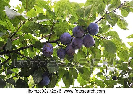"Ripe Plums or Damsons (Prunus domestica) growing on a tree, Bavaria, Germany, Europe" View Large Photo Image Stock Photograph - "Ripe Plums or Damsons (Prunus domestica) growing on a tree, Bavaria, Germany, Europe". Fotosearch