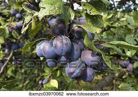 "Ripe plums (Prunus domestica subsp. domestica) on branch, Bavaria, Germany, Europe" View Large Photo Image Stock Image - "Ripe plums (Prunus domestica subsp. domestica) on branch, Bavaria, Germany, Europe". Fotosearch
