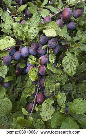 "Ripe plums (Prunus domestica subsp. domestica) on branch, Bavaria, Germany, Europe" View Large Photo Image Stock Photo - "Ripe plums (Prunus domestica subsp. domestica) on branch, Bavaria, Germany, Europe". Fotosearch