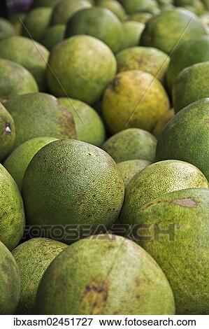 "Ripe pomelos (Citrus maxima), Chiang Mai, Northern Thailand, Thailand, Asia" View Large Photo Image Stock Photo - "Ripe pomelos (Citrus maxima), Chiang Mai, Northern Thailand, Thailand, Asia". Fotosearch