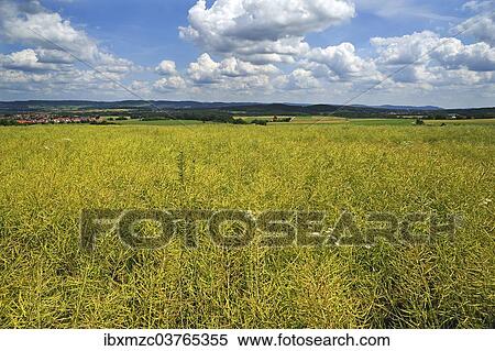 "Ripe Rape field (Brassica napus), Middle Franconia, Bavaria, Germany, Europe" View Large Photo Image Stock Photography - "Ripe Rape field (Brassica napus), Middle Franconia, Bavaria, Germany, Europe". Fotosearch