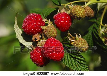 Ripe raspberries View Large Photo Image Stock Photo - Ripe raspberries. Fotosearch