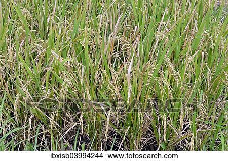 Picture - "Ripe Rice grains on Rice plants (Oryza sativa), rice paddy, Munduk, North Bali, Bali, Indonesia, Asia". Fotosearch