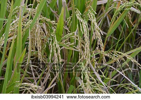 Stock Image - "Ripe Rice grains on Rice plants (Oryza sativa), rice paddy, Munduk, North Bali, Bali, Indonesia, Asia". Fotosearch