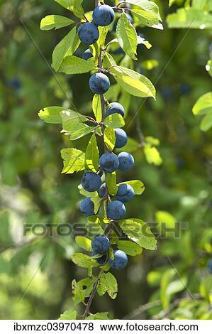 "Ripe sloes (Prunus spinosa) on branch, Bavaria, Germany, Europe" View Large Photo Image Stock Photo - "Ripe sloes (Prunus spinosa) on branch, Bavaria, Germany, Europe". Fotosearch