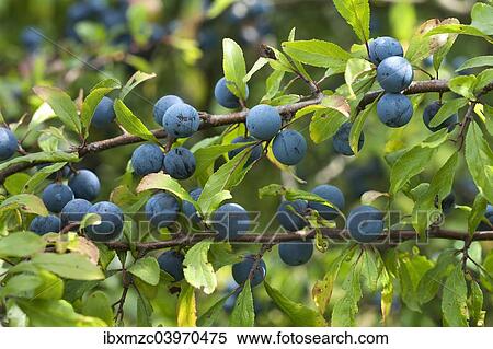 "Ripe sloes (Prunus spinosa) on branch, Bavaria, Germany, Europe" View Large Photo Image Stock Photography - "Ripe sloes (Prunus spinosa) on branch, Bavaria, Germany, Europe". Fotosearch