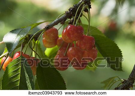 "Ripe Sweet Cherries (Prunus avium) on a branch, Bavaria, Germany, Europe" View Large Photo Image Stock Image - "Ripe Sweet Cherries (Prunus avium) on a branch, Bavaria, Germany, Europe". Fotosearch