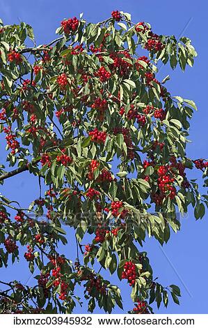 "Ripe Sweet Cherries (Prunus avium) on a tree against a blue sky, Bavaria, Germany, Europe" View Large Photo Image Stock Image - "Ripe Sweet Cherries (Prunus avium) on a tree against a blue sky, Bavaria, Germany, Europe". Fotosearch