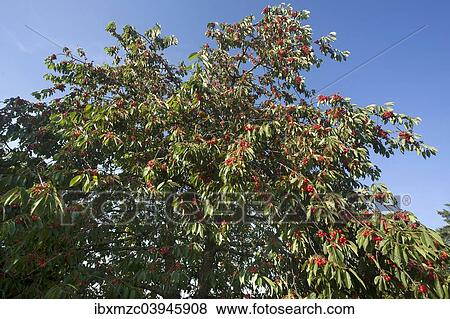 "Ripe Sweet Cherries (Prunus avium) on a tree against a blue sky, Bavaria, Germany, Europe" View Large Photo Image Stock Photo - "Ripe Sweet Cherries (Prunus avium) on a tree against a blue sky, Bavaria, Germany, Europe". Fotosearch