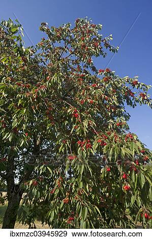"Ripe Sweet Cherries (Prunus avium) on a tree against a blue sky, Bavaria, Germany, Europe" View Large Photo Image Stock Photo - "Ripe Sweet Cherries (Prunus avium) on a tree against a blue sky, Bavaria, Germany, Europe". Fotosearch