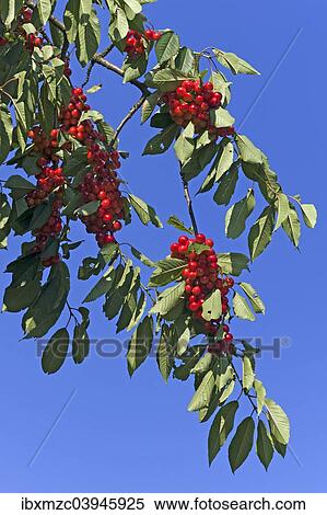 "Ripe Sweet Cherries (Prunus avium) on a tree against a blue sky, Bavaria, Germany, Europe" View Large Photo Image Stock Photography - "Ripe Sweet Cherries (Prunus avium) on a tree against a blue sky, Bavaria, Germany, Europe". Fotosearch