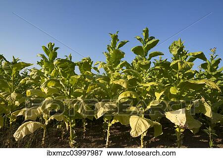 Stock Photo - "Ripe Tobacco field (Nicotiana) against blue sky, Ringsheim, Baden-Wurttemberg, Germany, Europe". Fotosearch