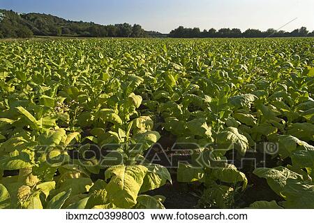 "Ripe Tobacco field (Nicotiana), Ringsheim, Baden-Wurttemberg, Germany, Europe" View Large Photo Image Stock Image - "Ripe Tobacco field (Nicotiana), Ringsheim, Baden-Wurttemberg, Germany, Europe". Fotosearch