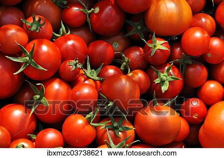 "Ripe tomatoes (Solanum lycopersicum), Mecklenburg-Western Pomerania, Germany, Europe" View Large Photo Image Stock Image - "Ripe tomatoes (Solanum lycopersicum), Mecklenburg-Western Pomerania, Germany, Europe". Fotosearch