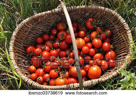 "Ripe tomatoes (Solanum lycopersicum) in a basket, Mecklenburg-Western Pomerania, Germany, Europe" View Large Photo Image Stock Photo - "Ripe tomatoes (Solanum lycopersicum) in a basket, Mecklenburg-Western Pomerania, Germany, Europe". Fotosearch