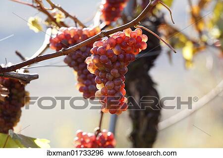 "Ripe Traminer wine grapes, Wachau valley, Waldviertel region, Lower Austria, Austria, Europe" View Large Photo Image Stock Photograph - "Ripe Traminer wine grapes, Wachau valley, Waldviertel region, Lower Austria, Austria, Europe". Fotosearch