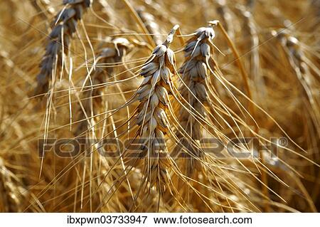 Stock Photo - "Ripe wheat, Yorkshire, United Kingdom, Europe". Fotosearch
