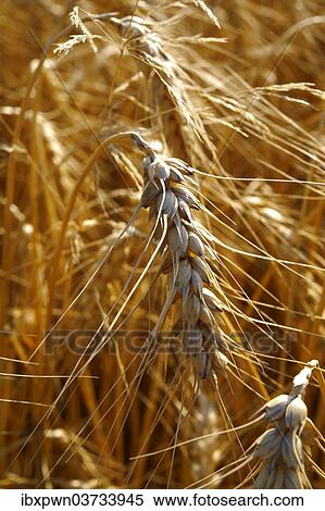 "Ripe wheat, Yorkshire, United Kingdom, Europe" View Large Photo Image Stock Photography - "Ripe wheat, Yorkshire, United Kingdom, Europe". Fotosearch