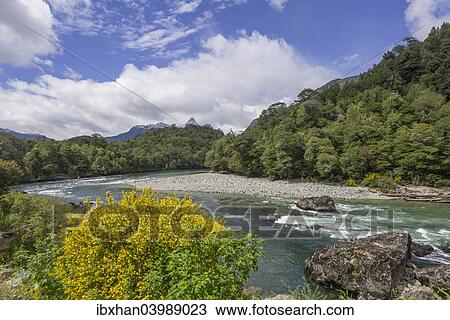 "River and flowering gorse, Carretera Austral, Cisnes, Aysen Province, Chile, South America" View Large Photo Image Stock Image - "River and flowering gorse, Carretera Austral, Cisnes, Aysen Province, Chile, South America". Fotosearch