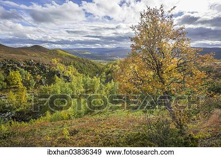 Stock Photo - "River valley and a Birch tree in autumn colours, Vindelfjallen, Vasterbotten County, Sweden, Europe". Fotosearch