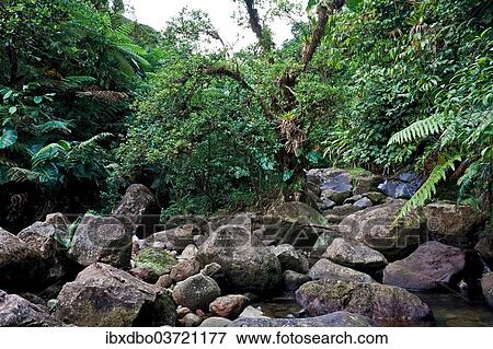 "Riverbed in a rainforest, Saint-Claude, Arrondissement of Basse-Terre, Guadeloupe, France, North America" View Large Photo Image Stock Photo - "Riverbed in a rainforest, Saint-Claude, Arrondissement of Basse-Terre, Guadeloupe, France, North America". Fotosearch