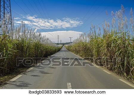"Road along sugar cane fields, Mauritius, Africa" View Large Photo Image Stock Image - "Road along sugar cane fields, Mauritius, Africa". Fotosearch