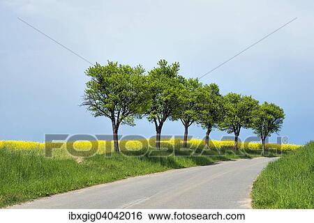 "Road and trees, Louka, Hodonin district, Jihomoravsky county, South Moravia, Czech Republic, Europe" View Large Photo Image Stock Photograph - "Road and trees, Louka, Hodonin district, Jihomoravsky county, South Moravia, Czech Republic, Europe". Fotosearch