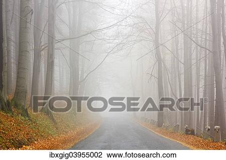 "Road in the autumn beech forest, Jesenik district, Olomoucky region, Czech Republic, Europe" View Large Photo Image Stock Image - "Road in the autumn beech forest, Jesenik district, Olomoucky region, Czech Republic, Europe". Fotosearch