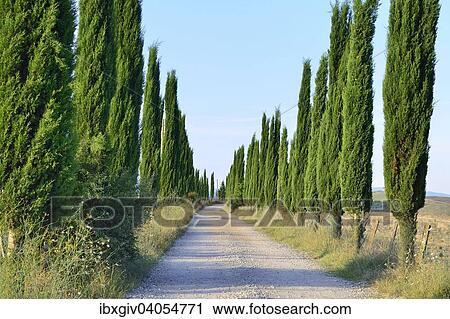 "Road lined with cypress trees in the Crete Senesi, Province of Siena, Tuscany, Italy, Europe" View Large Photo Image Stock Image - "Road lined with cypress trees in the Crete Senesi, Province of Siena, Tuscany, Italy, Europe". Fotosearch