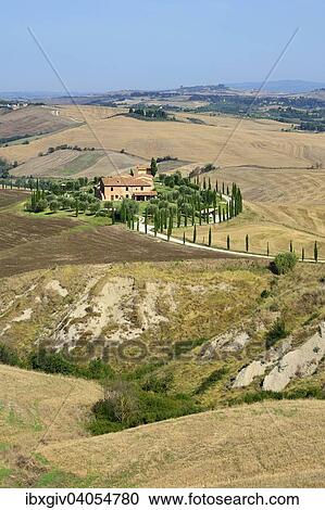 Stock Image - "Road lined with cypress trees leading to a farm in the Crese Senesi, Province of Siena, Tuscany, Italy, Europe". Fotosearch